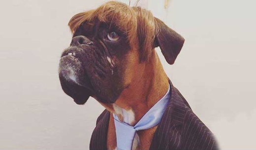 Dog Wins 
